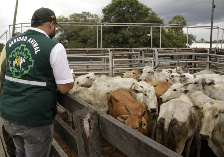 Ganaderos afirman que el abastecimiento de carne está garantizado, pese a ‘variables externas’