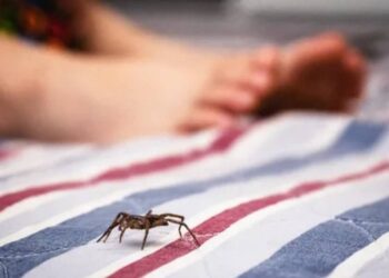 Una mujer murió luego de ser picada por una araña.