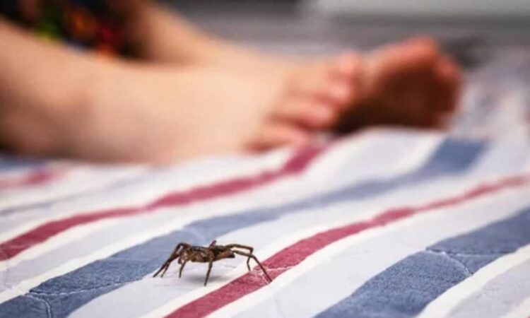 Una mujer murió luego de ser picada por una araña.