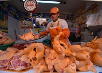pollo