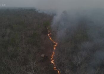 Las áreas boscosas quemadas no se regeneran, se convierten en área agrícola y ganadera