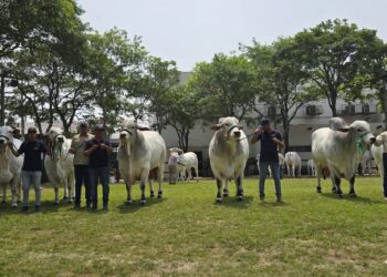 Expocruz
