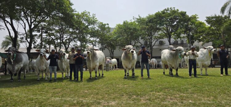 Expocruz