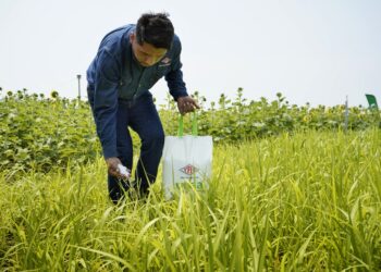 Santa Cruz consume el 63% de la urea que produce YPFB