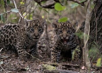 animales salvajes