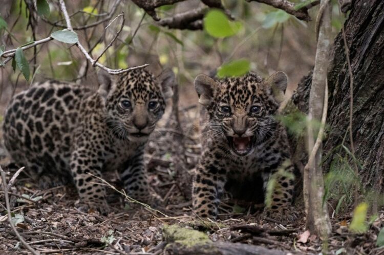animales salvajes