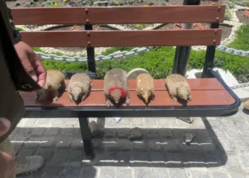 Seis quirquinchos disecados fueron incautados por Pofoma en la feria de la Alasita.
