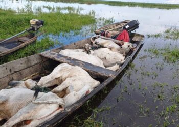ganado