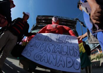 Con ganado vivo, la protesta de los trabajadores en carne llega a La Paz