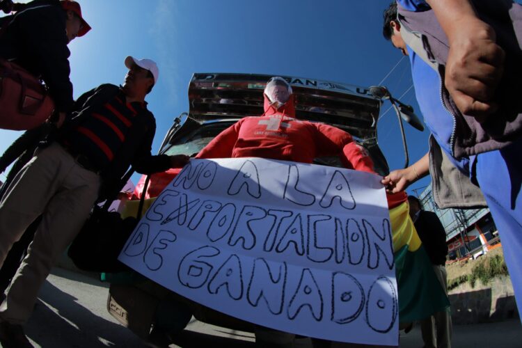 Con ganado vivo, la protesta de los trabajadores en carne llega a La Paz
