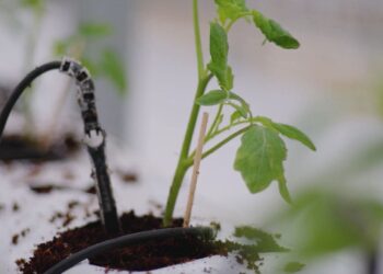 Sinchi Wayra y Orquídea andina implementan proyecto de verduras hidropónicas en un distrito minero