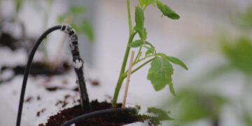 Sinchi Wayra y Orquídea andina implementan proyecto de verduras hidropónicas en un distrito minero