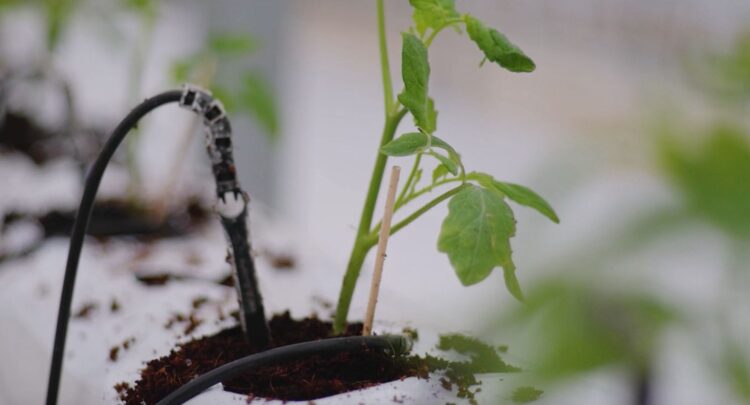 Sinchi Wayra y Orquídea andina implementan proyecto de verduras hidropónicas en un distrito minero
