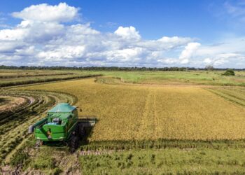 YPFB entrega 2.000 toneladas de urea a cooperativa cruceña para producción de arroz