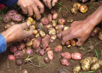 BDP impulsa a 28.800 productores en Chuquisaca con créditos