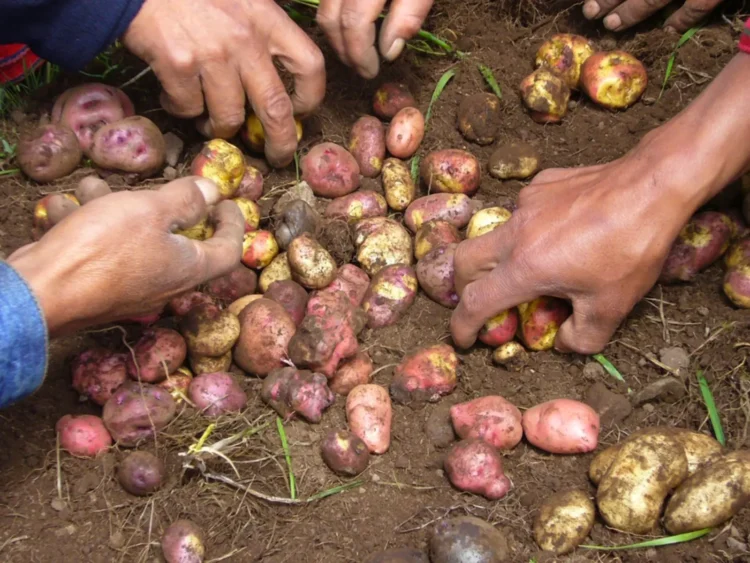 BDP impulsa a 28.800 productores en Chuquisaca con créditos