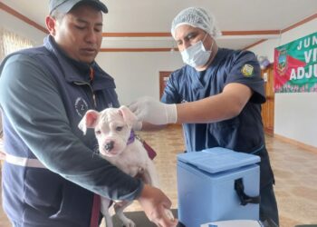 Piden a la población vacunar a sus mascotas