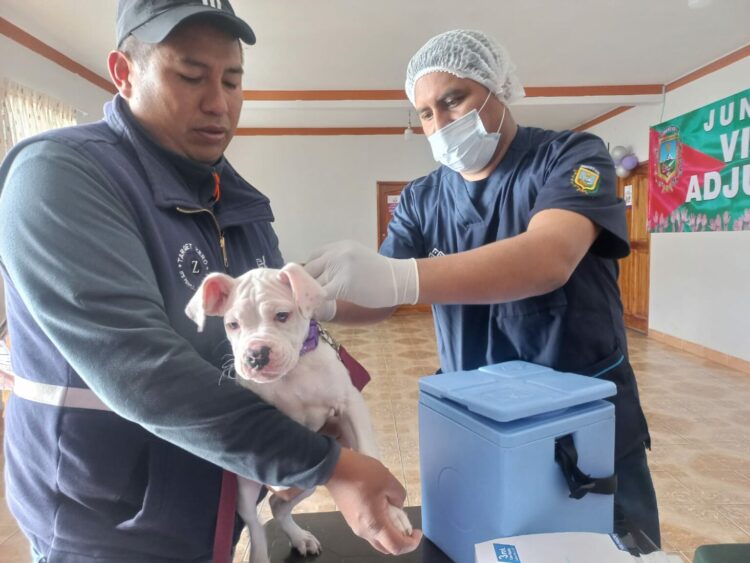 Piden a la población vacunar a sus mascotas