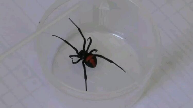 araña