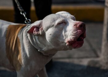 Las mascotas no están exentas al daño que provoca la contaminación por la mala calidad del aire.