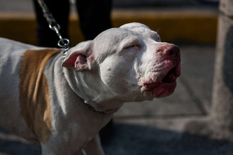 Las mascotas no están exentas al daño que provoca la contaminación por la mala calidad del aire.