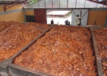 Al alza las exportaciones de cacao: en seis meses las ventas se triplican respecto a todo 2023