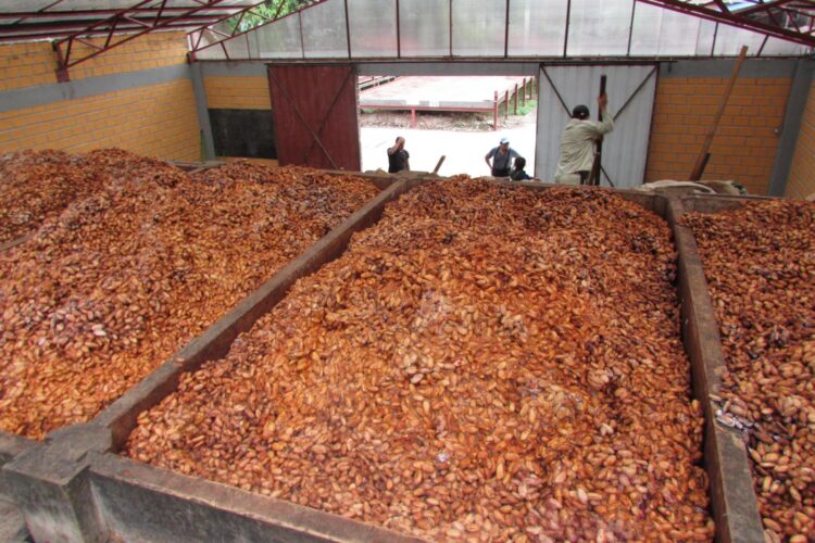 Al alza las exportaciones de cacao: en seis meses las ventas se triplican respecto a todo 2023