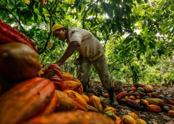 Planta de cacao en Pando inicia operaciones este mes