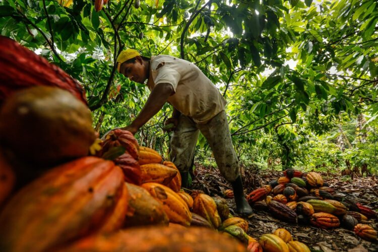 Planta de cacao en Pando inicia operaciones este mes