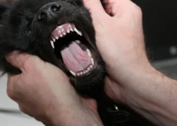 En El Alto, Zoonosis atendió cerca de 300 casos de mordeduras de perros y gatos .