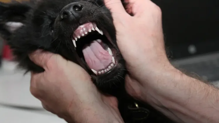 En El Alto, Zoonosis atendió cerca de 300 casos de mordeduras de perros y gatos .