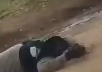Un enjambre de abejas atacó a un hombre en Santa Cruz.