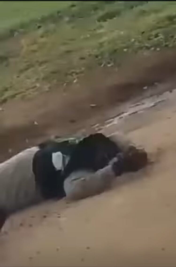 Un enjambre de abejas atacó a un hombre en Santa Cruz.