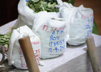 Planta Kokabol procesará 432 toneladas de hoja de coca por año