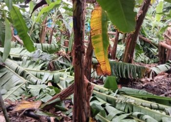 Vientos huracanados destruyeron más de 100 hectáreas de cultivos de bananos.
