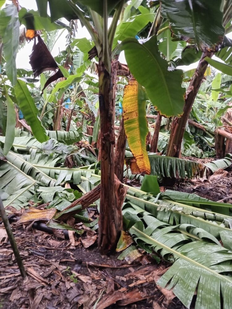 Vientos huracanados destruyeron más de 100 hectáreas de cultivos de bananos.