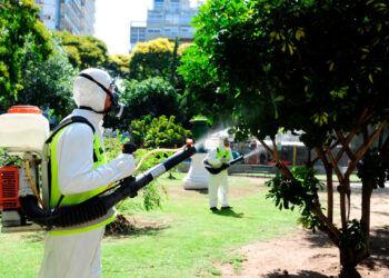 dengue_argentina.jpg