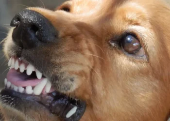 Sucre registra el séptimo caso de rabia canina.