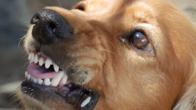 Sucre registra el séptimo caso de rabia canina.