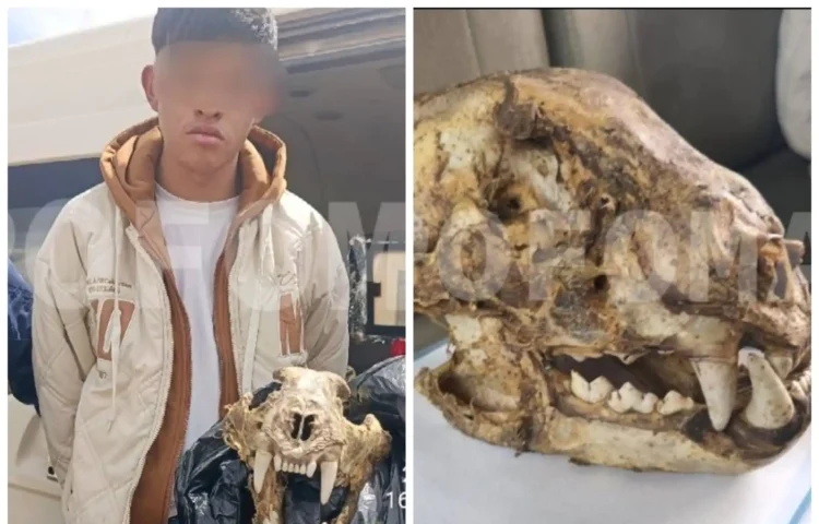 La Policía aprehendió a un joven de 20 años de edad que ofrecía el cráneo de un jaguar. FOTO: Pofoma
