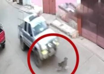 Un efectivo de la Policía arrolló a un perro en Potosí y luego se dio a la fuga.
