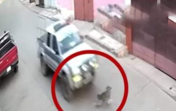 Un efectivo de la Policía arrolló a un perro en Potosí y luego se dio a la fuga.