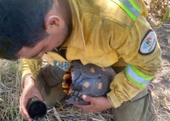 Veterinarios voluntarios que apoyen en la atención de animales afectados por los incendios tendrán vuelos gratuitos.