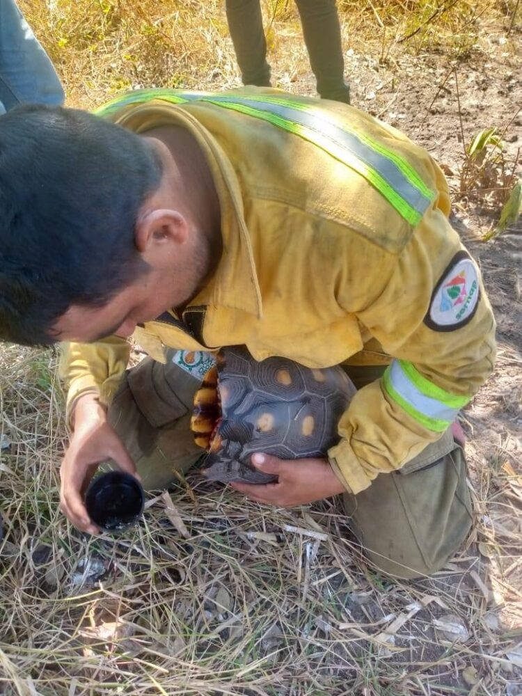 Veterinarios voluntarios que apoyen en la atención de animales afectados por los incendios tendrán vuelos gratuitos.