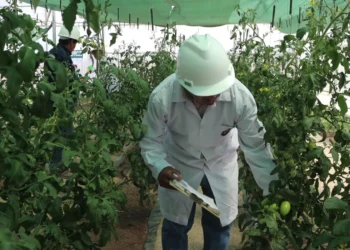 Finalizan invernaderos para producir 800 toneladas de forraje en Oruro