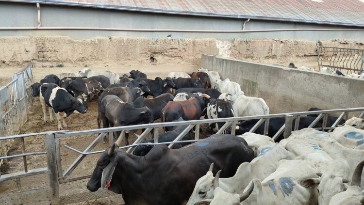 Gobierno comisó 25 cabezas de ganado de exportación valuadas en Bs 350.000