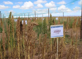 Más de 1.400 familias mejoran su producción de granos con tecnología