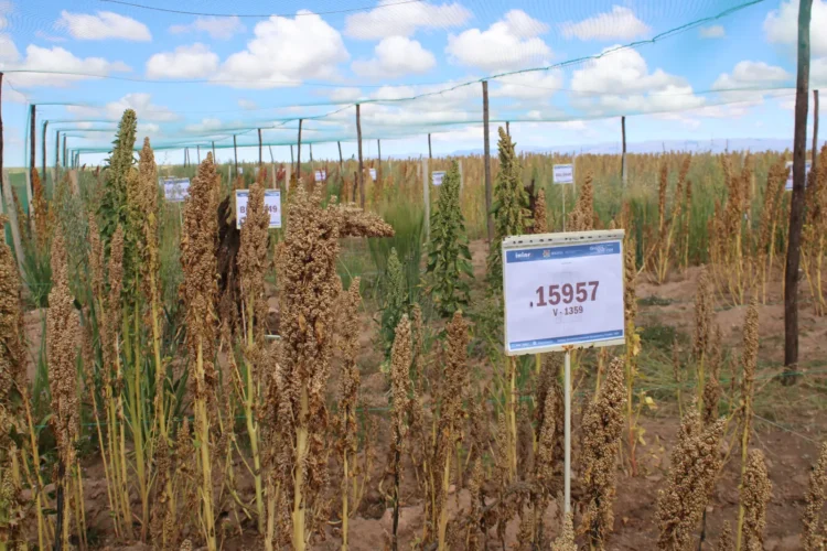Más de 1.400 familias mejoran su producción de granos con tecnología