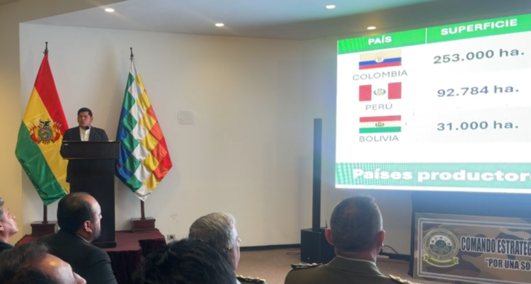 Más de 10.000 hectáreas de hoja de coca se erradicaron en 2024