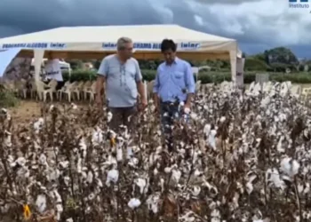 Polímero micronizado mejora cultivos de algodón en Santa Cruz